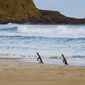 pingüins ulls grocs